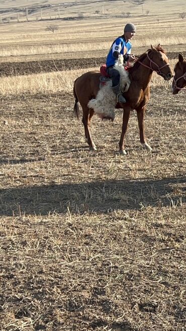 Лошади, кони: Продаю | Конь (самец) | Конный спорт — 4