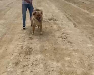 naxcivan it elanlari: Qurdbasar, 6 ay, Erkek, Peyvəndli, Ünvandan götürmə