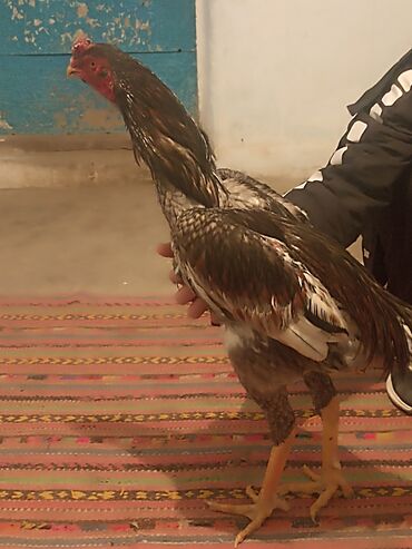 Куры, петухи: Продаю | Петух | Бойцовая | Для разведения — 8