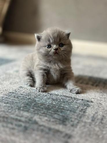 дом торговли: Шотландские вислоухие котята (Scottish Fold), окрас голубой — 3
