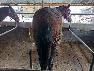Лошади, кони: Продаю | Кобыла (самка), Конь (самец), Жеребенок | На забой, Рабочий — 5