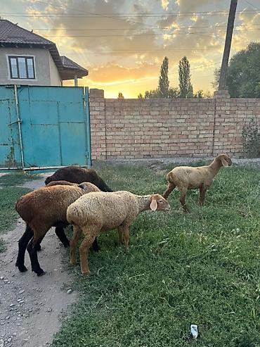 Баран, овца: Продаю | Ягненок | На забой — 6