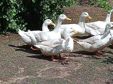 pekin ördeği: Ağ Pekin ördəkləri – yumurta və ətlik istiqamət - Cins: Ağ Pekin - — 5