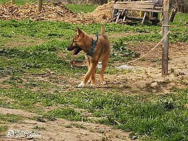 Продажа собак: Овчарка, 5 месяцев, Самка — 6