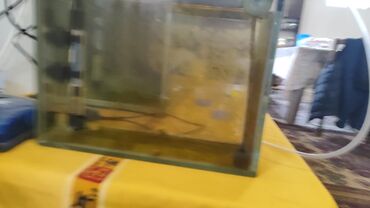 Akvariumlar: Dördbucaq akvarium, Balıqlarla birlikdə, 120 l, Ünvandan götürmə, Ödənişli çatdırılma, Rayonlara çatdırılma -da lalafo.az — 16 Akvariumlar: Dördbucaq akvarium, Balıqlarla birlikdə, 120 l, Ünvandan götürmə, Ödənişli çatdırılma, Rayonlara çatdırılma — 16