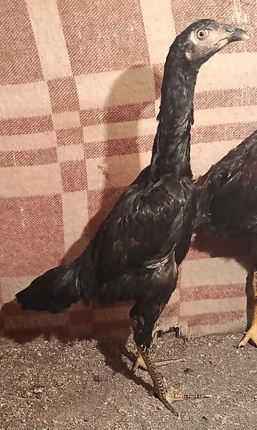 Toyuqlar: Toyuq, Damazlıq — 16