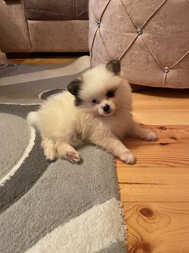 pomerian spits: Şpitz, 2 ay, Erkek, Ödənişli çatdırılma, Rayonlara çatdırılma, Ünvandan götürmə