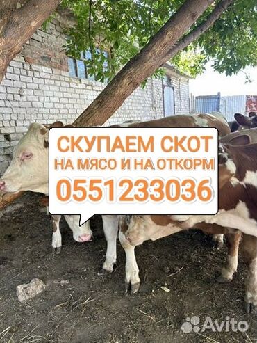 баран на продажу: Куплю | Коровы, быки, Лошади, кони | Круглосуточно, Любое состояние, Забитый