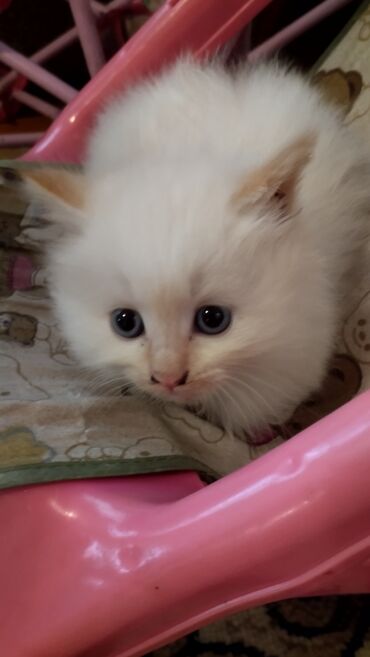 кот сиамский: Отдам в заботливые руки голубоглазового котика. мама сиамская!