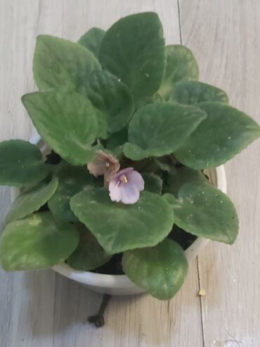 Otaq bitkiləri: 40 ədəd bənövşə şəkildə olduğu kimi satılır — 2