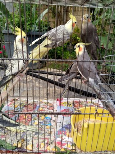 Tutuquşları: 4 eded korella qefes 130 Azn Təcili lalafo.az -da Tutuquşları: 4 eded korella qefes 130 Azn Təcili