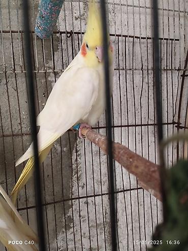 Tutuquşları: Korella əl quşu bala hazir cut kime hansi lazimdisa var sarilar 45-50 — 18