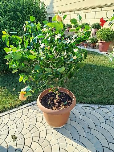 orxideya gulunun qiyməti: Saxsıda hibiskus (Çin gülü) dekorativ bitkisi. Bitki iri ölçülüdür və — 3