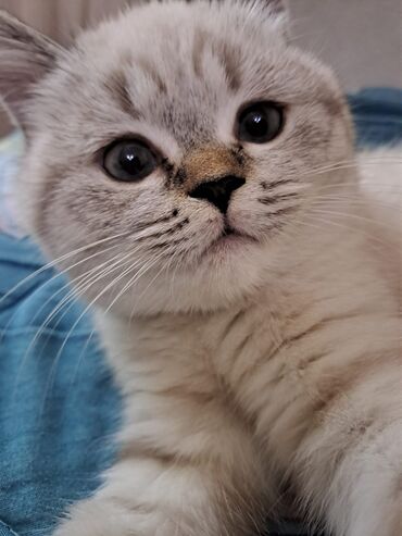 Pişiklər: Britan, Dişi — 11