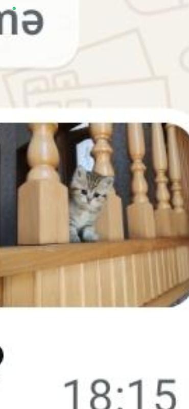 Pişiklər: Britan — 1