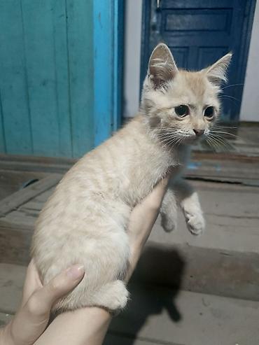 котят ош: Кошка даром: Беспородная, 2 месяца, Мальчик — 4