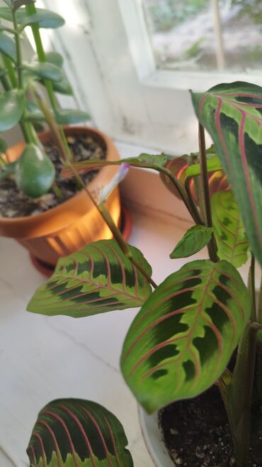 комнатные цветы сокулук: Приму даром комнатные растения 🌱 Заберу любые цветы и растения в