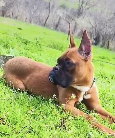 İtlər: Bokser -da lalafo.az — 1 İtlər: Bokser — 1