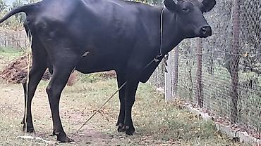 pitpul balası: Ikinci qarına doğub 1 aylıq süni mayalanmadan olan çves balası yanında — 2