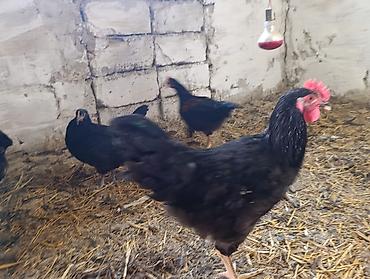 kakadu quşu: Avstralop. Xoroz ve fereler. 4 aypiglardı. Tam saglam. Aktiv — 2