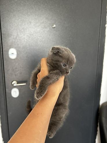 бенгалская кошка даром: Шотландский вислоухий котёнок (Scottish Fold) - Окрас: сплошной серый — 3