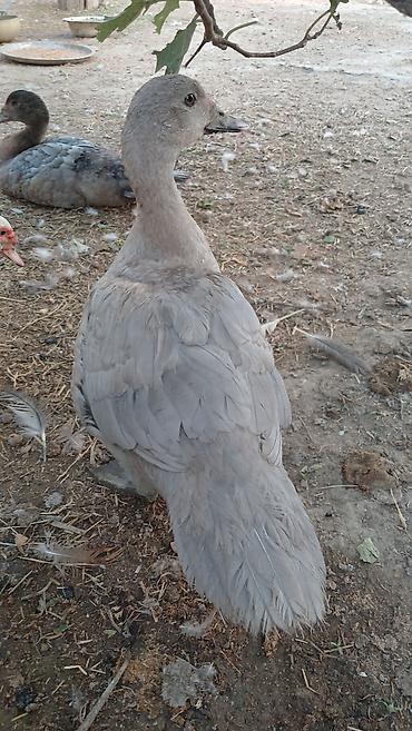 bülbül quşu satışı: Cins lal ordekler macar qara zumrud qirmizi okuz lavanda findig reng — 5