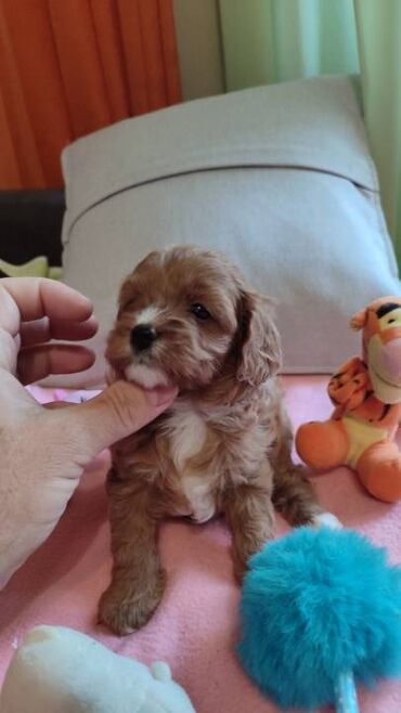 Psi: Cavapoo f1 stenci, otac toy red dark boja, majka king carls cavalier na lalafo.rs — 3 Psi: Cavapoo f1 stenci, otac toy red dark boja, majka king carls cavalier — 3