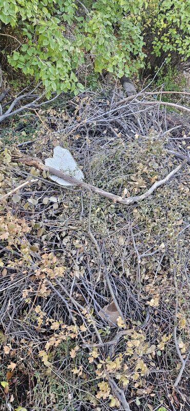 очень нужны: Дрова Карагач, Самовывоз