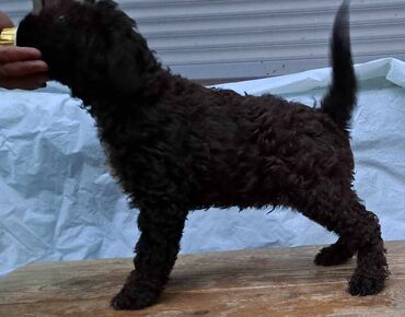 Psi: Prelepi štenci Lagoto Romanjolo dostupni za nove domove. Rođeni — 3