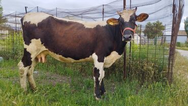 Коровы, быки: Продаю | Корова (самка) | Полукровка, Голштин, Алатауская | Для разведения, Для молока | Осеменитель, Искусственник