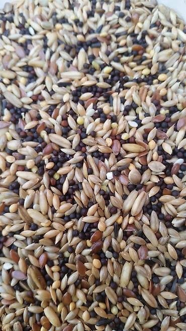 Птицы: Амадины очень просты в содержании и прекрасно подходят для начинающих — 5