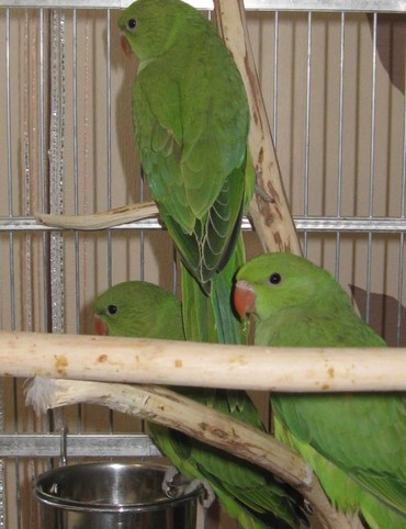 Птицы: Ожиреловые попугаи молодняк для обучения