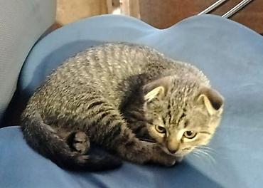 домики для котят: Кошка даром: Беспородная, 3 месяца, Мальчик, Метис, Приучена к лотку, Проглистована — 2