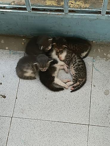 col pişiyi: 5dene pişiydi 3 hefdeliy, 3qız 2 oglan, pulsuz etibarlı əllərе — 2