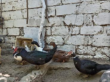 akvarium az: Muscovy ördəkləri (indo-ördəklər) – müxtəlif rəng çalarlarında Məhsul — 5