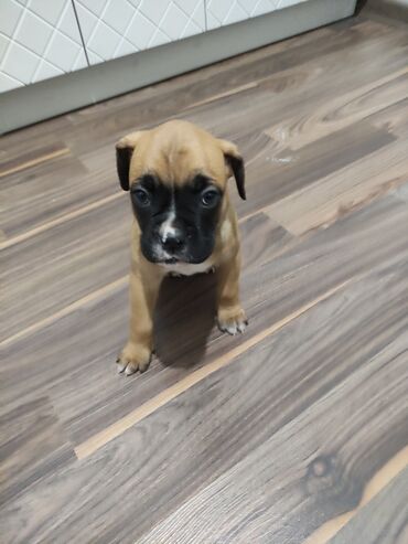 собака курцхаар: Боксёр, 1 айлык, Ургаачы