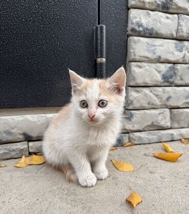 вислаухие котята: Отдам в добрые руки