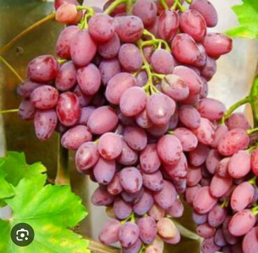 продам саженцы винограда: Семена и саженцы