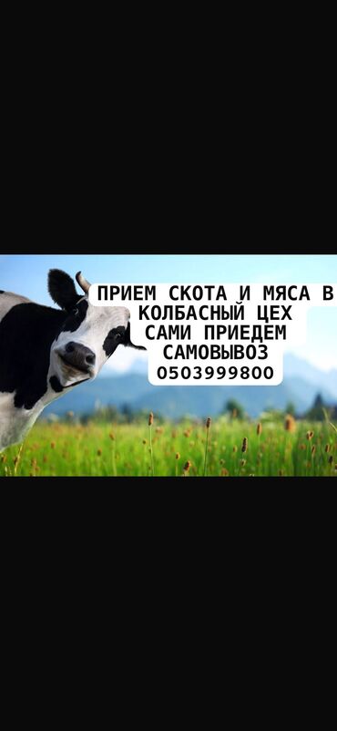 Сатып алам | Уйлар, букалар, Жылкылар, аттар, Кочкорлор, койлор | Күнү-түнү, Бардык шартта, Союлган