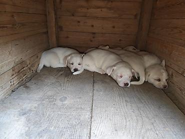coban it: Zvonok, 2 ay, Dişi, Peyvəndli, Ünvandan götürmə — 4