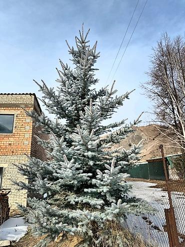 Ель: Продам 5шт голубых елей 5 молоденьких красующих красавиц высокие — 3