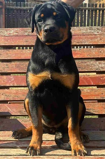 Pets & Animals: Dve vrhunske ženke R O T V A J L E R A Otac: Xeno von der Crossener — 6