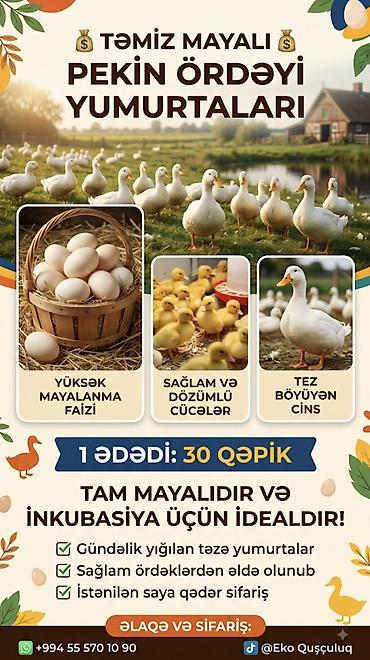 yumurta: Pekin ördəyi yumurtaları – tam mayalı, inkubasiya üçün ideal — 1