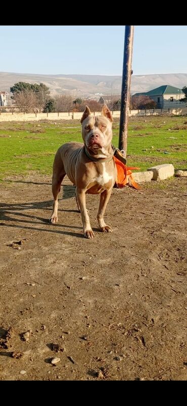 İtlər: Pitbul, 1 il, Erkek, Peyvəndli, Ödənişli çatdırılma — 3