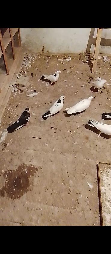 goyercin sumqayit: 14 quşdu təmiz sağlam . vatçap aktivdir — 2