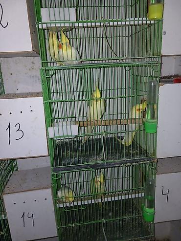 papuqay type 1: Sari karella 1 cutu 80 manat rengli karrlla 1 cutdu 60 manat — 1