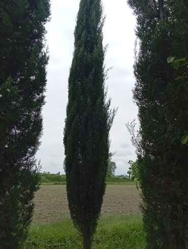 Ağaclar: Her növ ağaclar ve dekarativ ağaclar çox ucuz ve qarantili gubresiz — 25