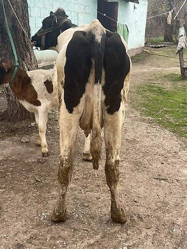 Коровы, быки: Продаю | Корова (самка) — 5