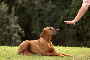 биксер спорт: Профессиональное обучение и дрессировка собак