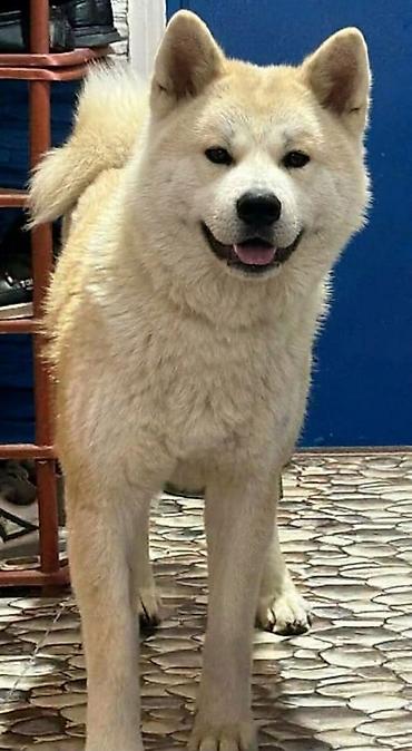kömeye telesen itler: Akita-inu — 2
